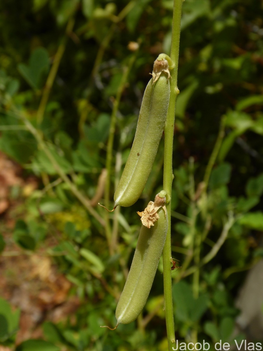 Crotalaria pallida Aiton